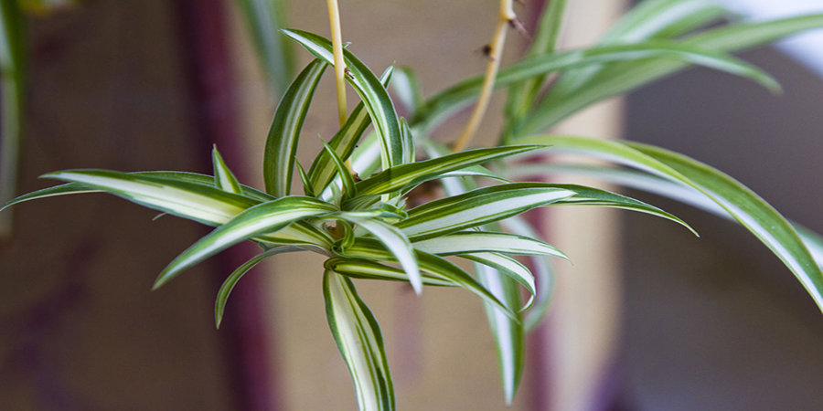 懒人养花必死吗?那是因为没有遇到它们!