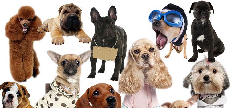 大街上经常看到却说不出品种的狗狗？都在这里了，拿走不谢