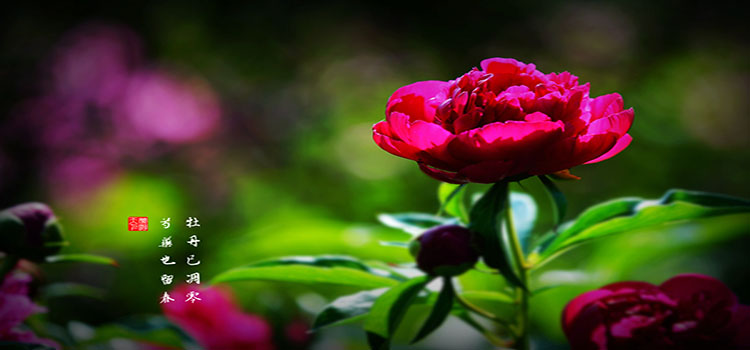 牡丹VS芍药分不清？三种方法教你快速识别