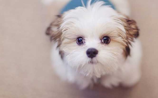 狗狗寿命有多长，铲屎官都知道吗？