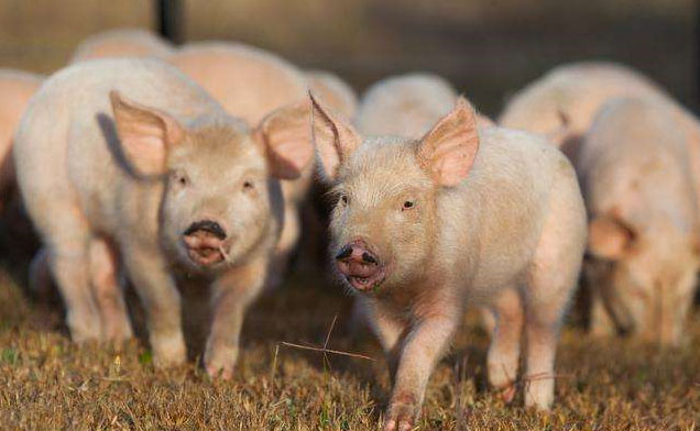 少吃猪肉，不仅省钱还有利于身体健康