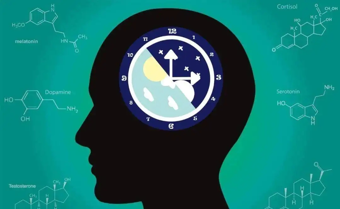 生物钟——带你更了解自己和“TA”