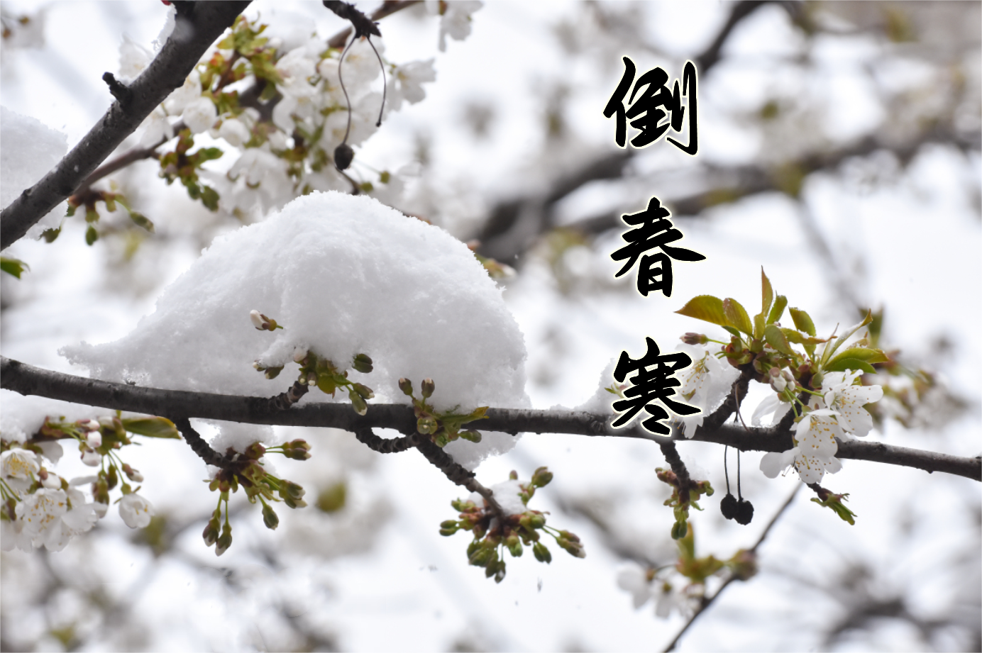 三月下起“桃花雪”,倒春寒要注意哪些事项?
