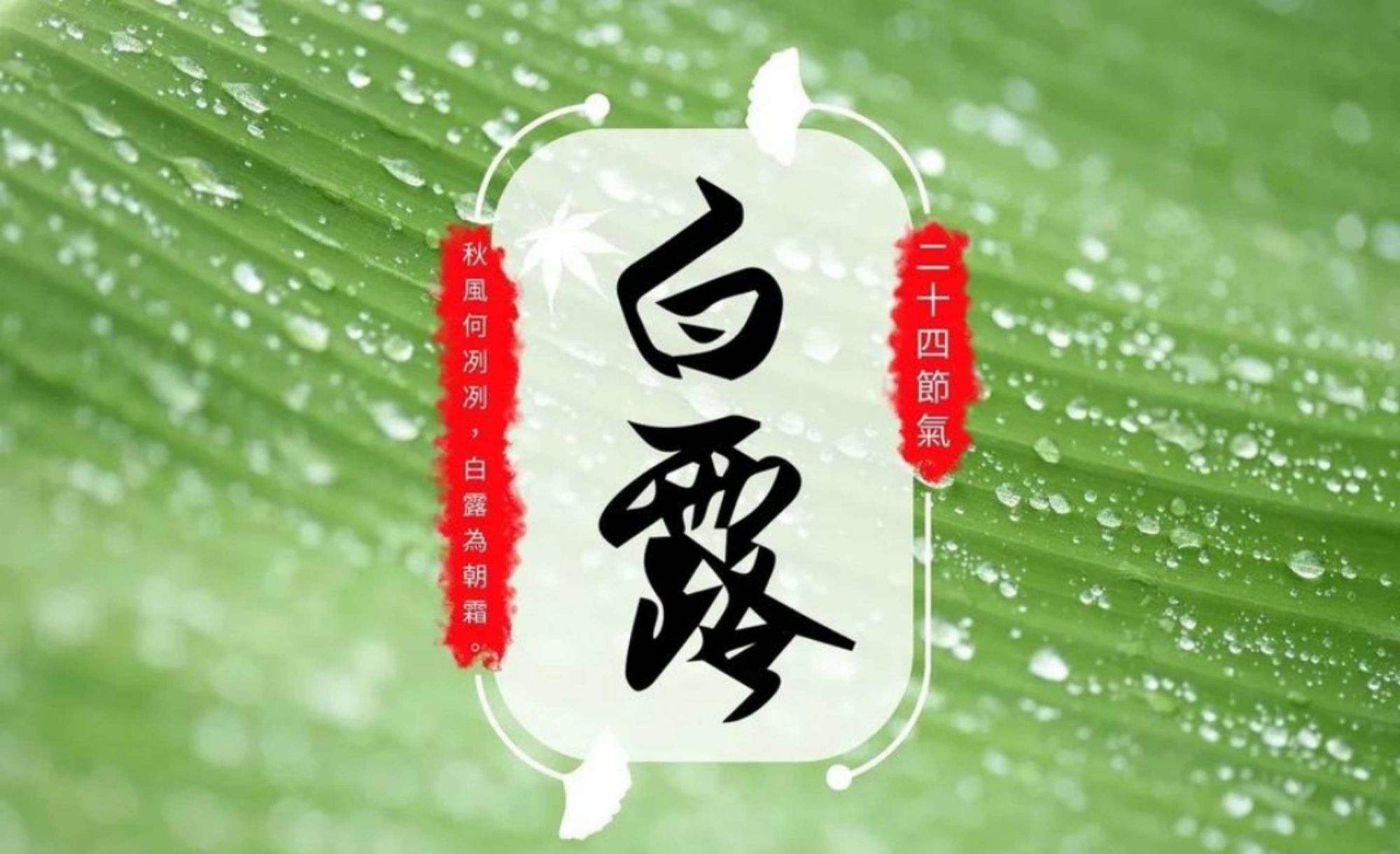 白露为霜丨露从今夜白，秋风至此凉