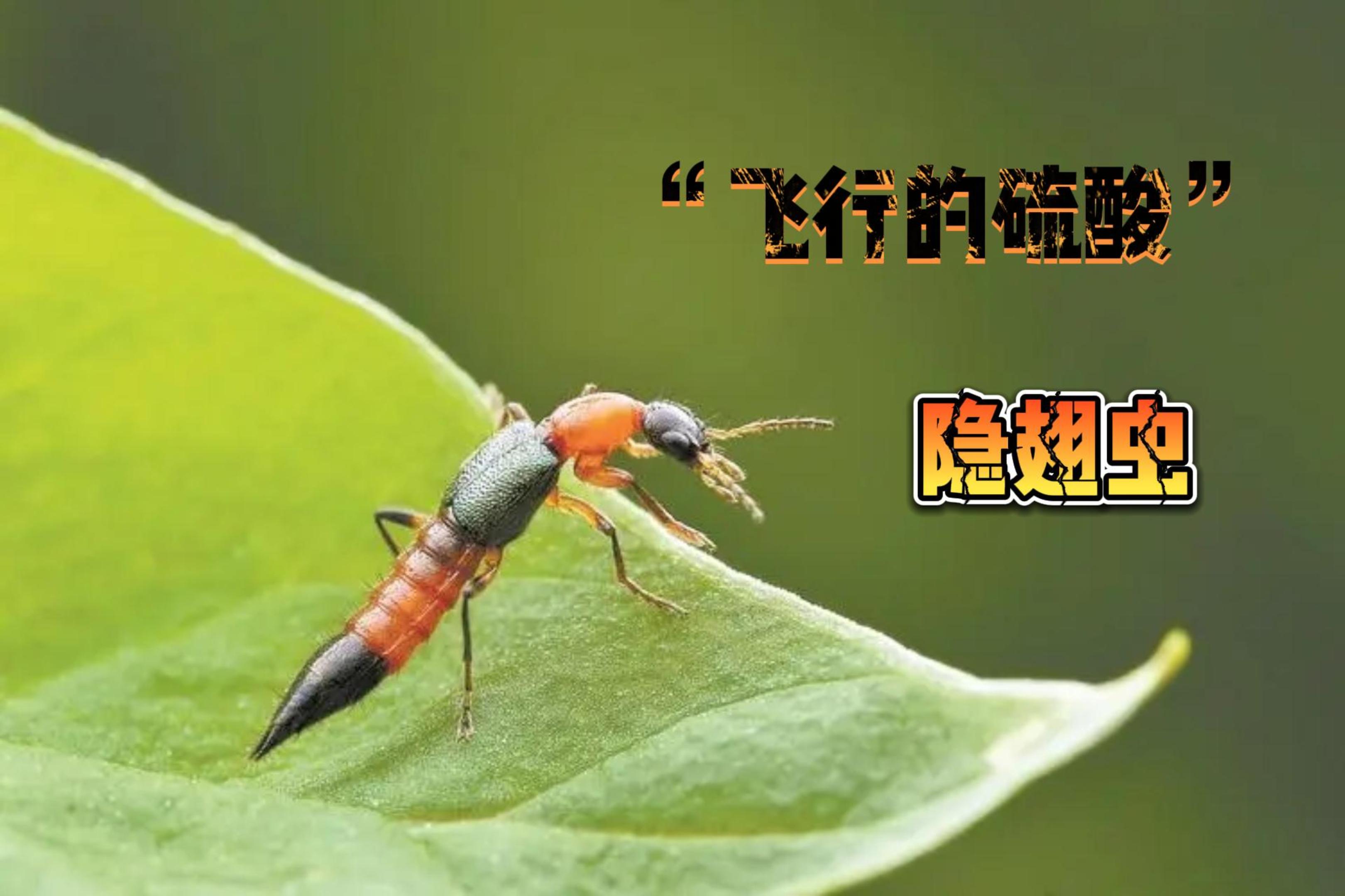 飞行的硫酸!隐翅虫可打不得!如何正确驱赶隐翅虫?