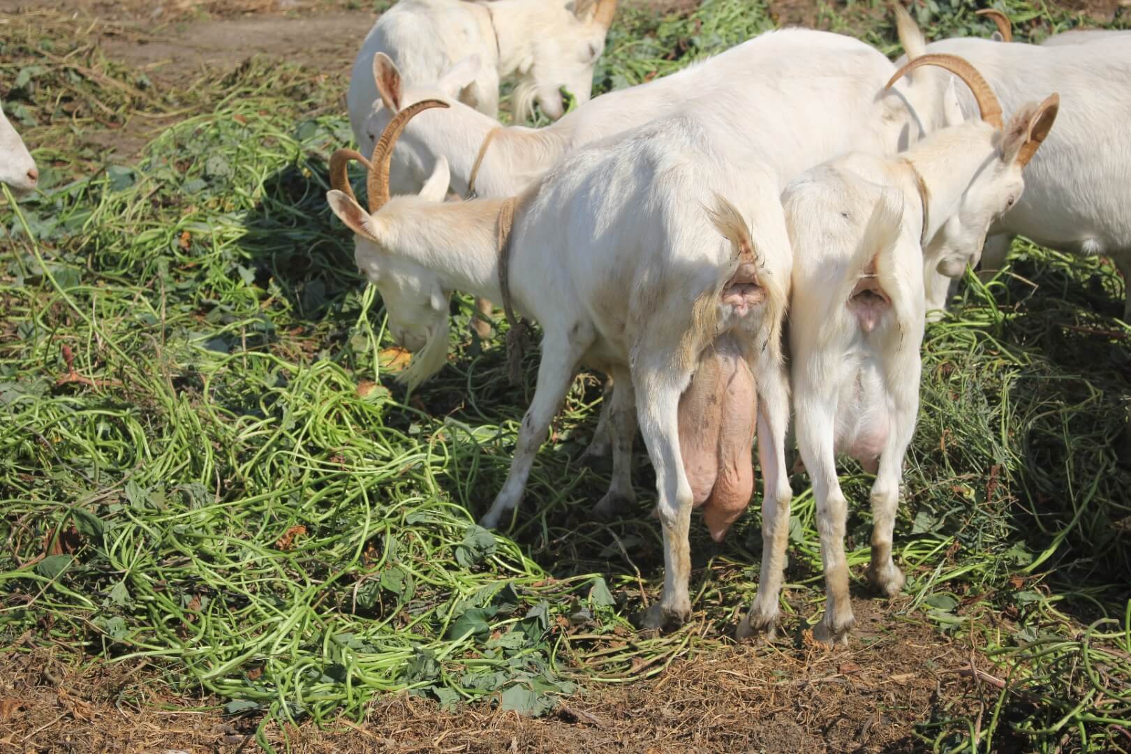 路边的鲜羊奶能喝吗？专家提醒：小心布病传播！
