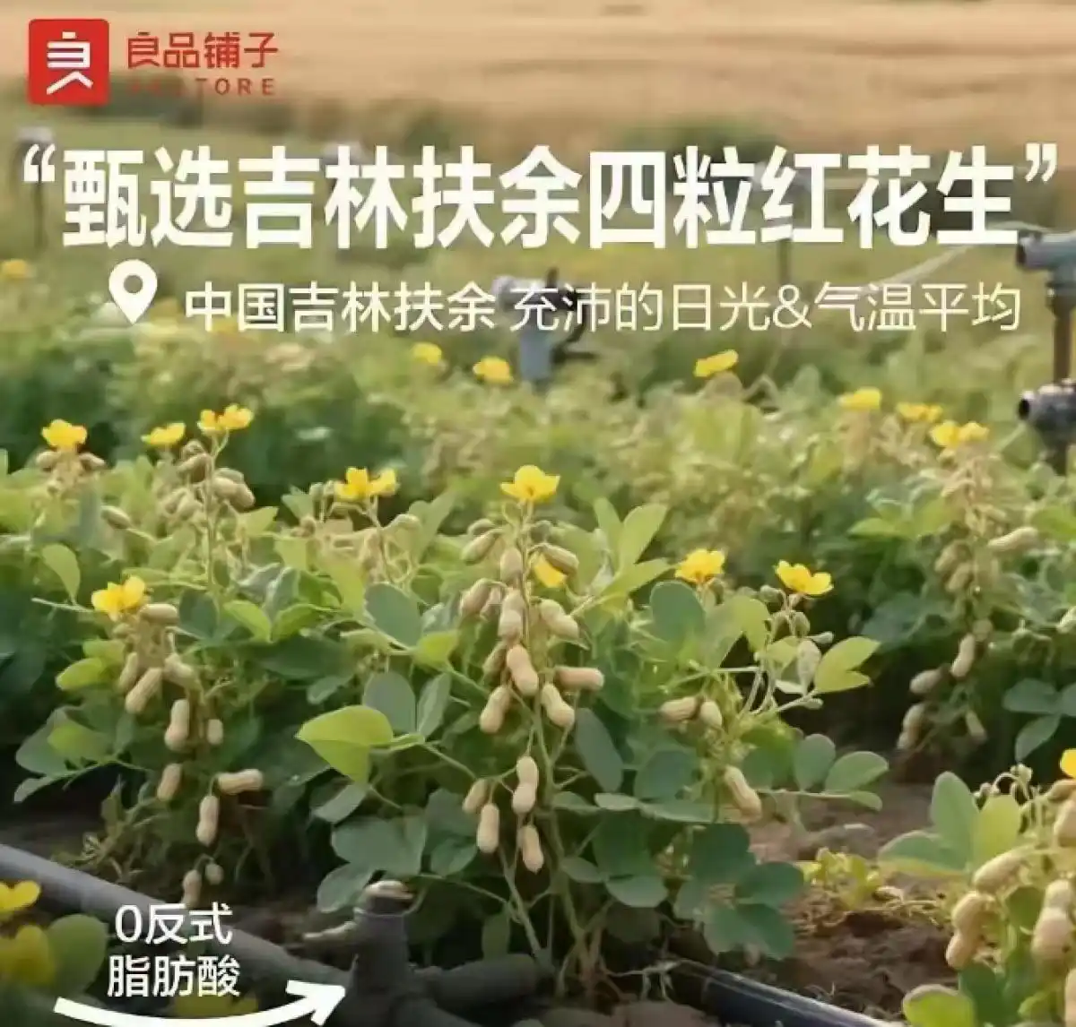 良品铺子为“花生上树”海报致歉，系错误使用AI生成的图片