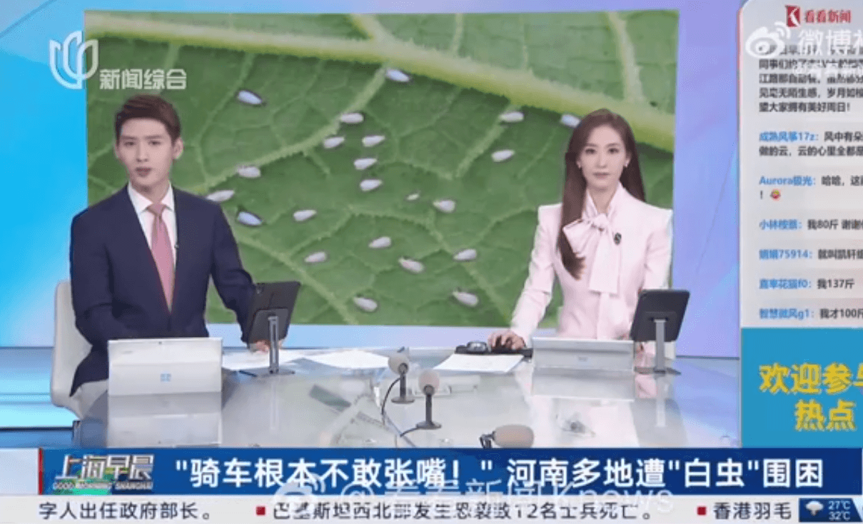 郑州/洛阳/南阳…河南多地遭“小白虫”侵袭,对人体有什么危害?